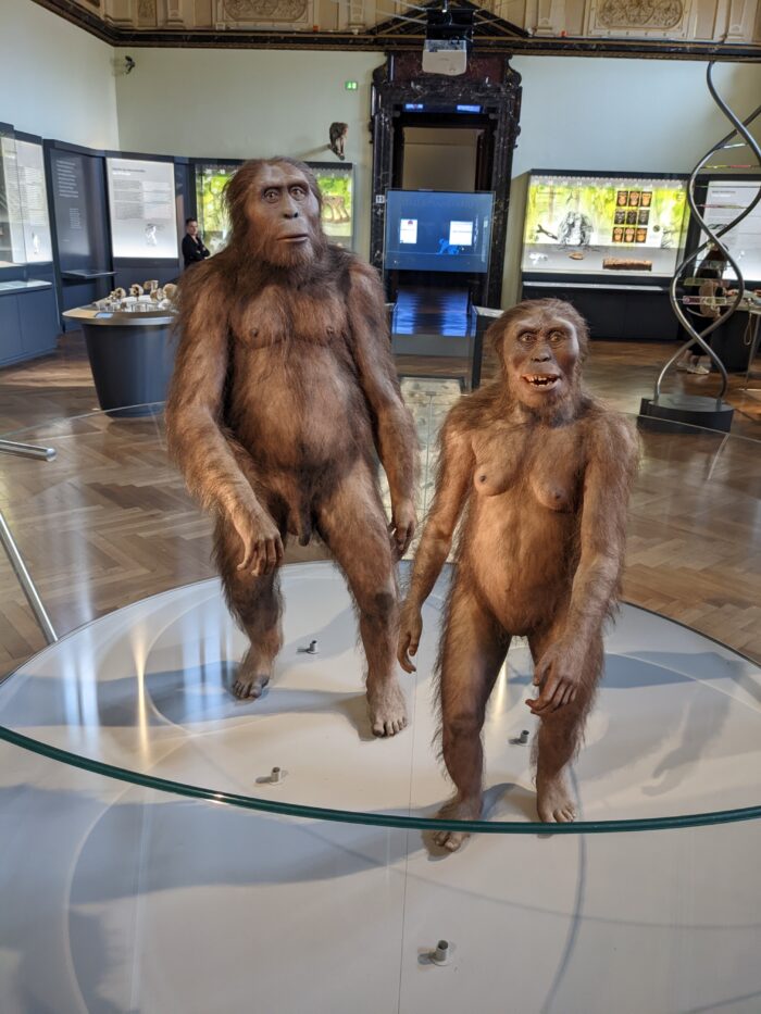 Male and female Australopithecus afarensis, NHM Vienna (image credit: Robert Matthees, 2022)