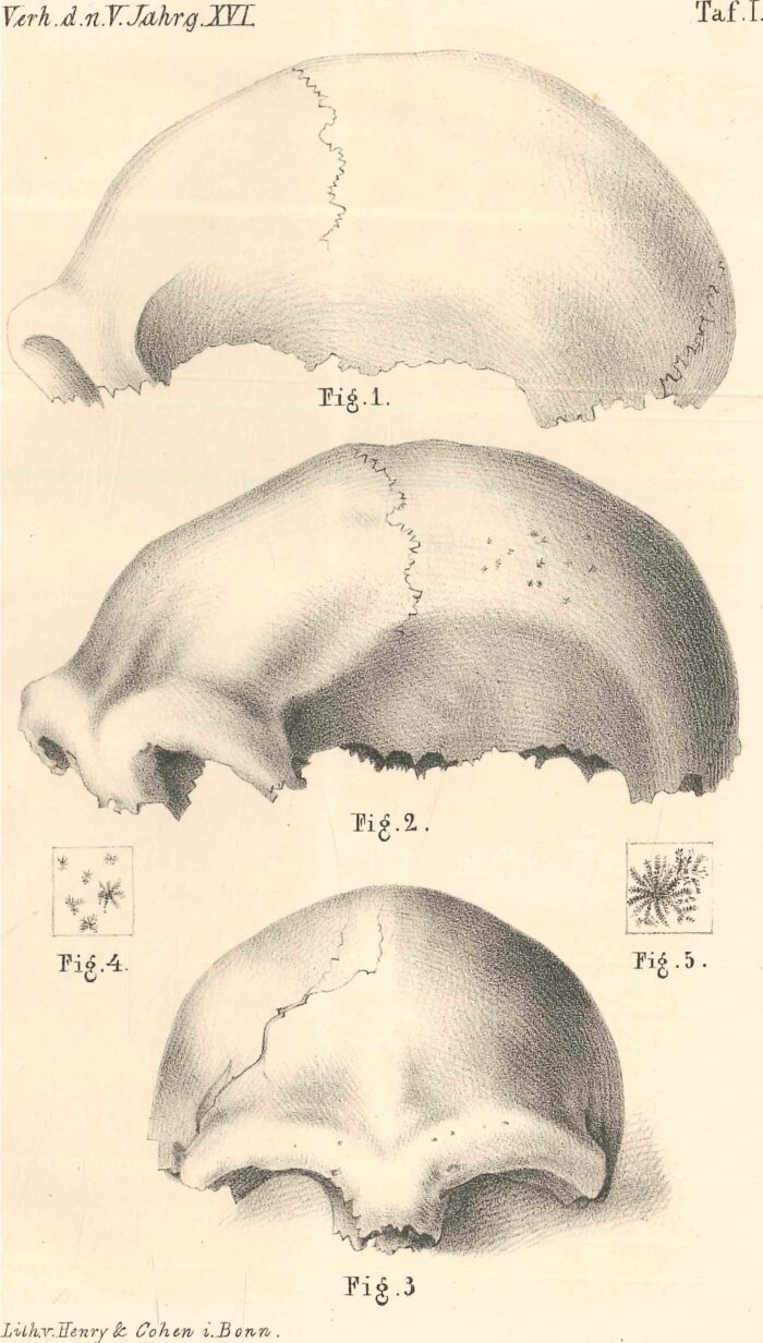 Neanderthal 1 Skulltop (Fuhlrott, C.: Menschliche Ueberreste aus einer Felsengrotte des Düsselthals, 1859 p. 153)