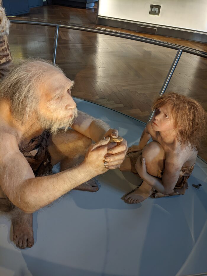 Homo neanderthalensis, NHM Vienna (image credit: Robert Matthees, 2022)