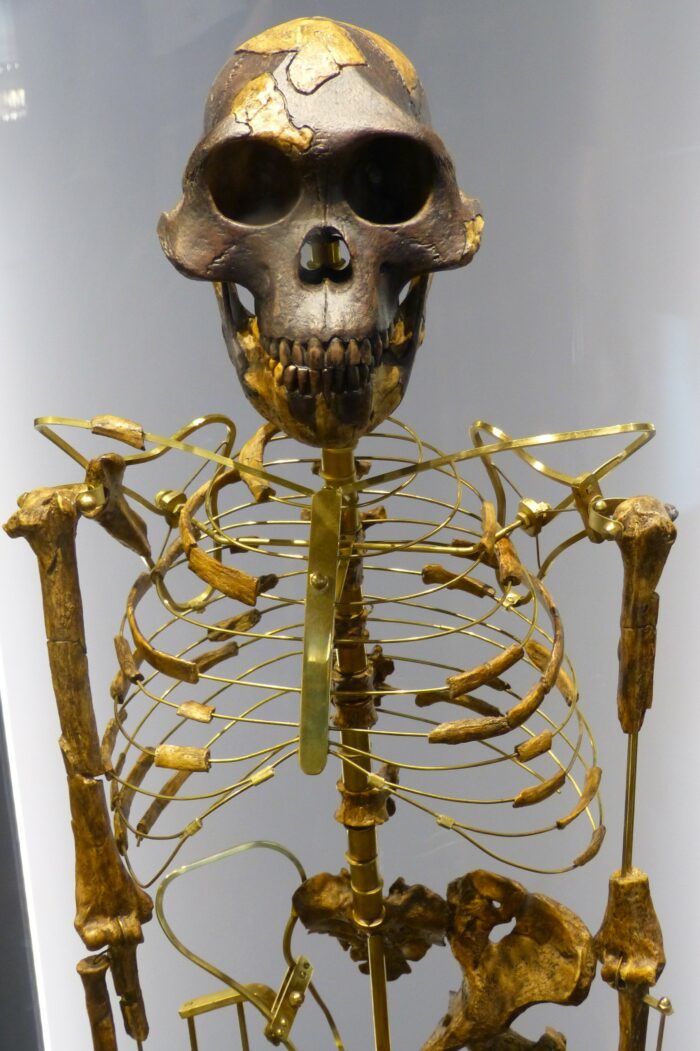 Lucy skeleton, Australopithecus afarensis, NHM Vienna (image credit: Wolfgang Sauber, 2013)